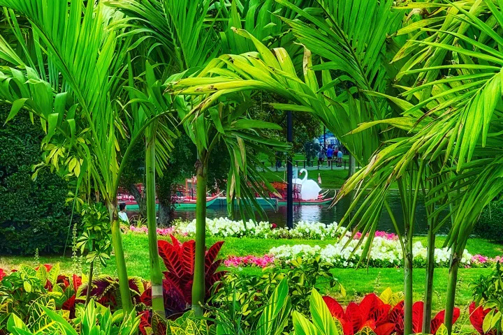 a close up of a flower garden