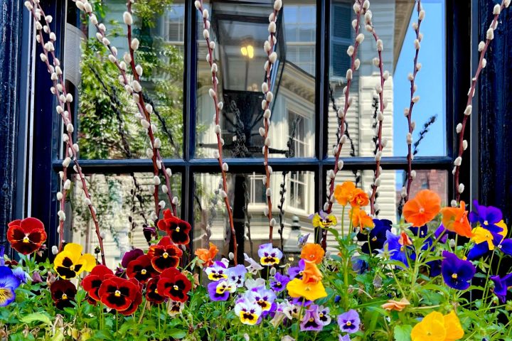 a colorful flower garden