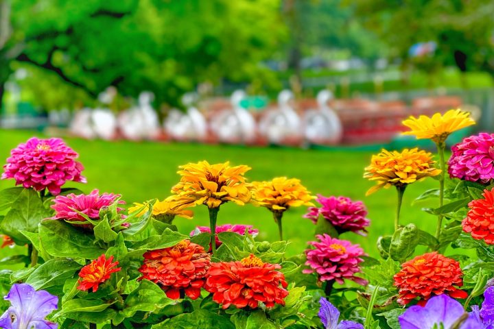 a close up of a flower garden