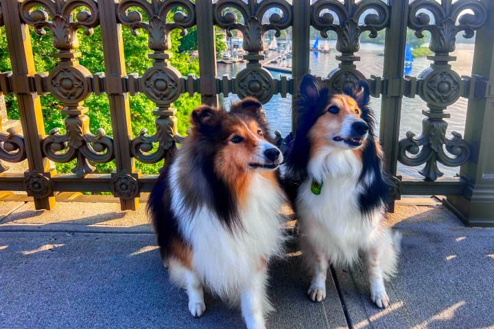 a dog sitting on a bench