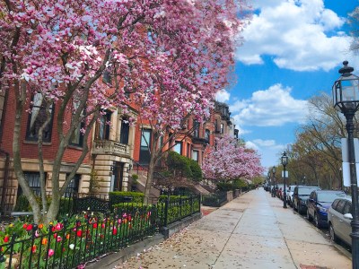 a tree with pink flowers on a sidewalk