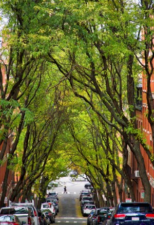 a car is lined up in a tree