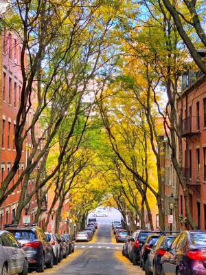 a car parked on a city street lined with trees