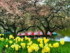 Boston Public Garden