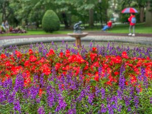 Boston Public Garden
