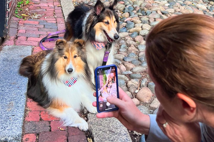 a person holding a dog